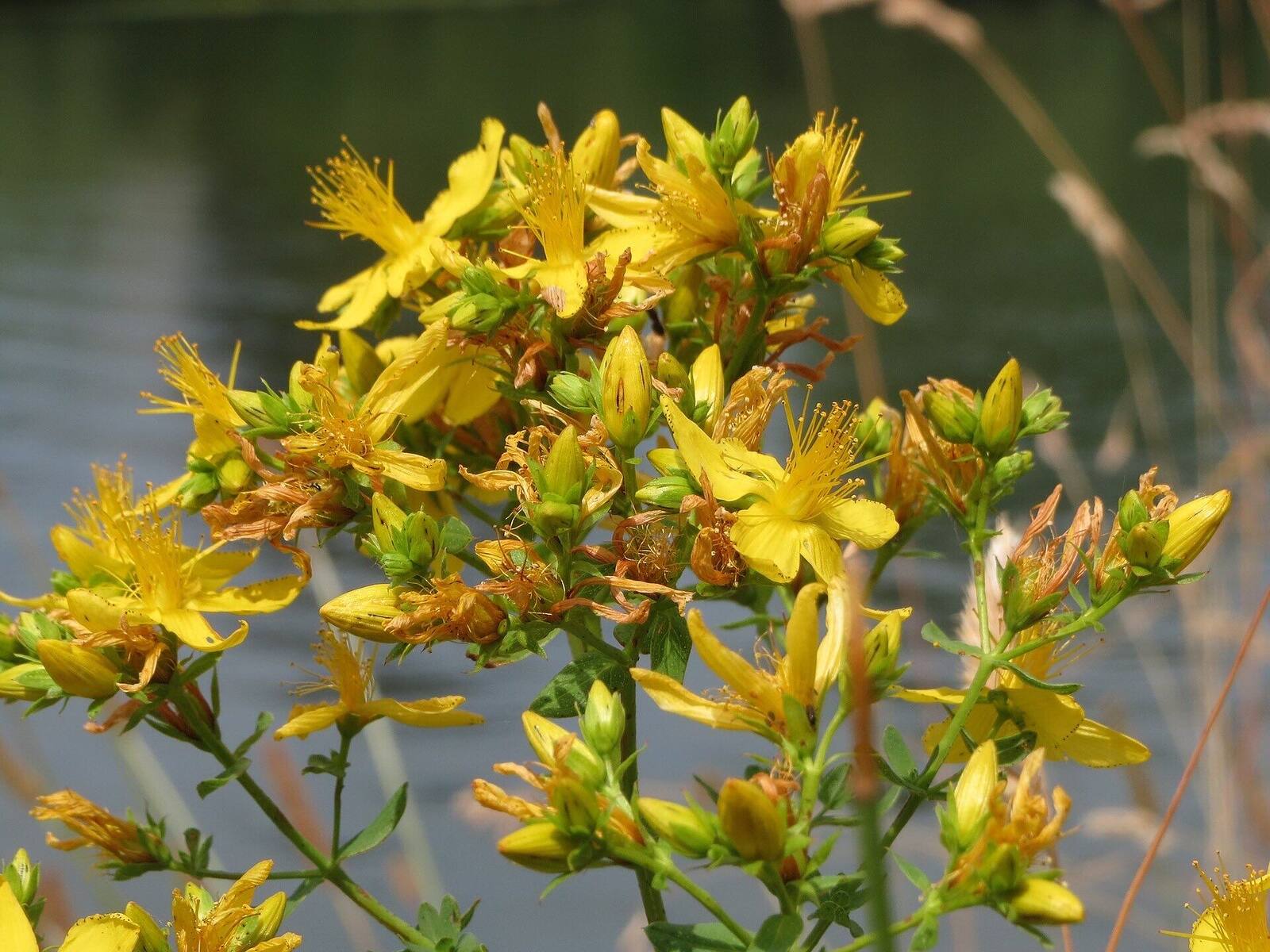 Blühendes Johanniskraut