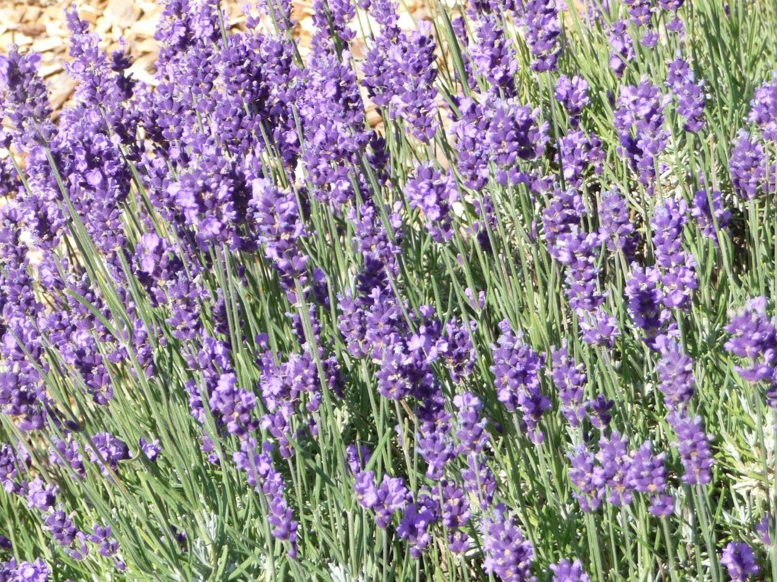 Blühender Echter Lavendel