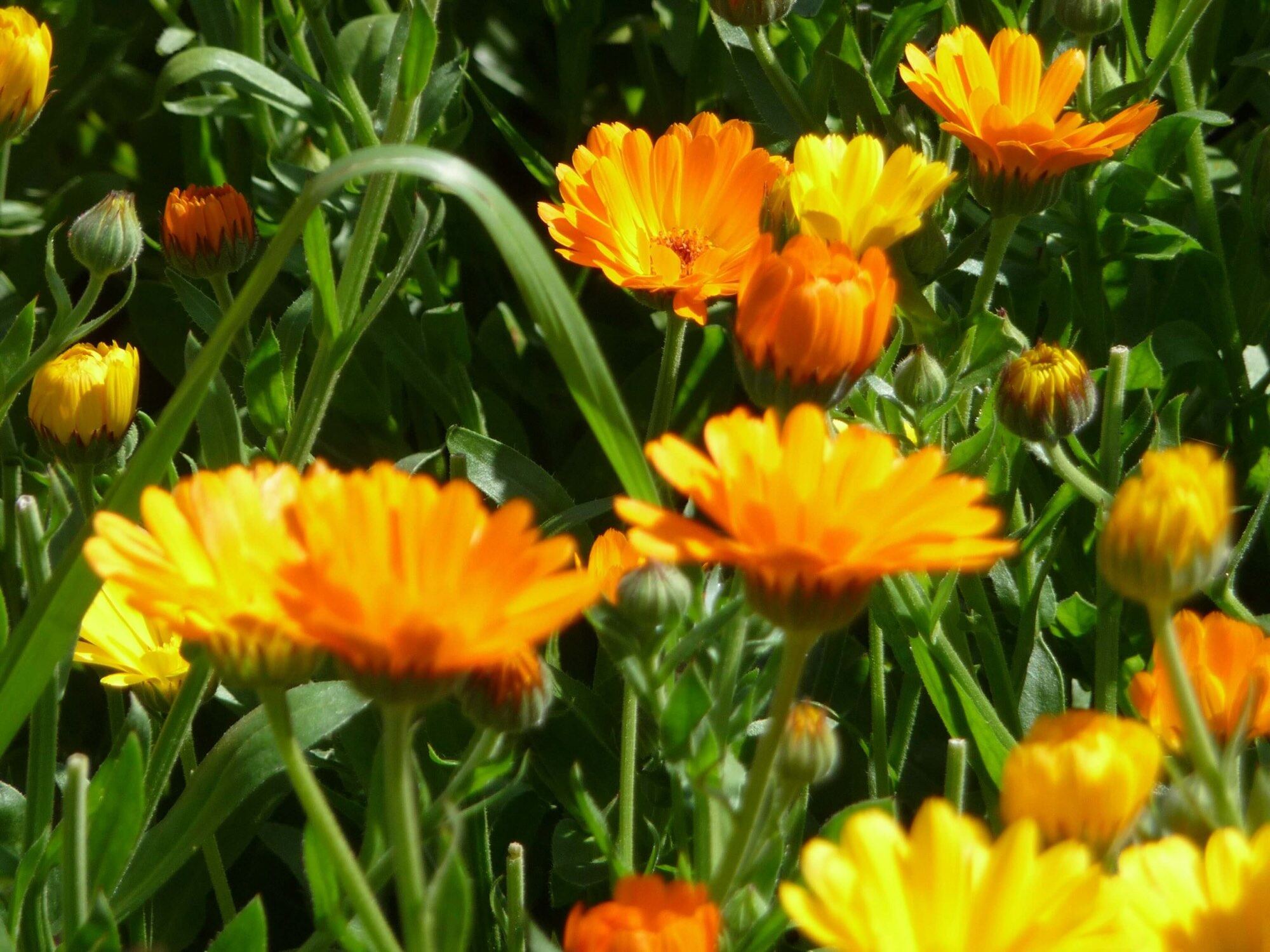 Blühende Ringelblumen (Calendula officinalis)